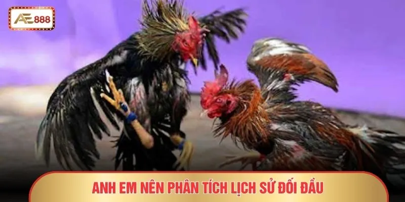 Đá Gà Cựa Sắt – 9 Sự Thật Gây Sốc Không Phải Ai Cũng Biết 3 Anh em nên phân tích lịch sử đối đầu