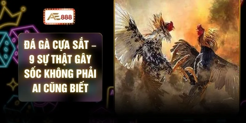 Đá Gà Cựa Sắt – 9 Sự Thật Gây Sốc Không Phải Ai Cũng Biết 1 Đá Gà Cựa Sắt – 9 Sự Thật Gây Sốc Không Phải Ai Cũng Biết
